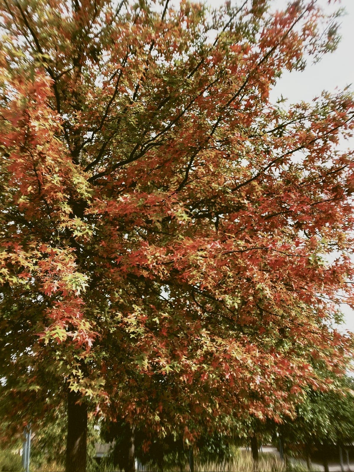 LoTime film sample photo 30 - vintage iPhone photography